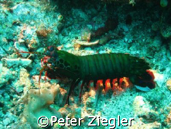 Mantis Hammershrimp lookingaround !

Sabang, Puerto Gal... by Peter Ziegler 